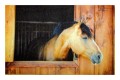 wycieraczka_Deco star_konik_01e.jpg