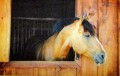 wycieraczka_Deco star_konik_01.jpg