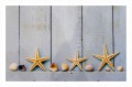 wycieraczka_deco_star_rozgwiazdy_53.jpg