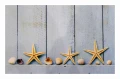 wycieraczka_deco_star_rozgwiazdy_53.jpg